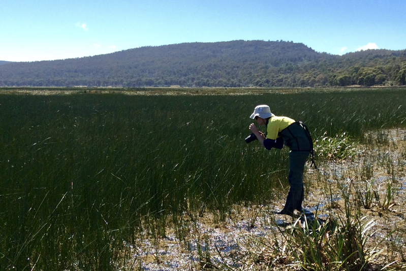 Hydro Tasmania employee inspecting flora and fauna