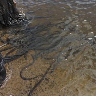 DSC00636_Lampreys_released_into_Lake resized